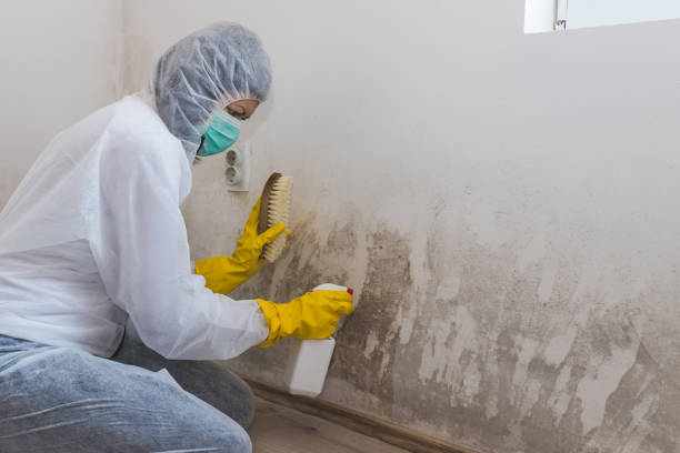 Best Residential Mold Remediation in Bray, OK