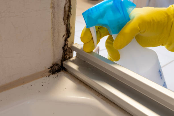 Best Kitchen Mold Remediation in Bray, OK