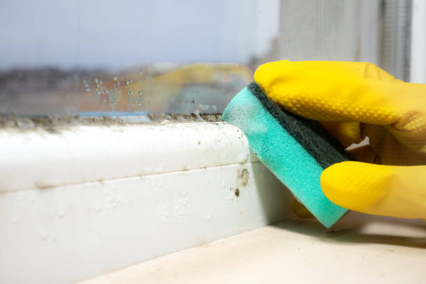 Best Basement Mold Remediation in Bray, OK