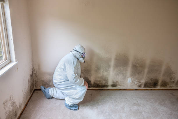 Best Post-Remediation Services in Bray, OK