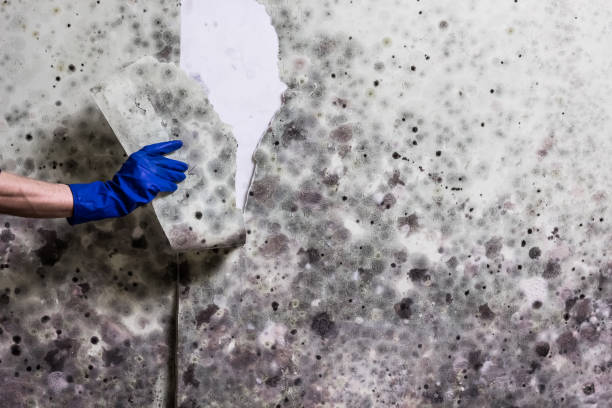 Best Attic Mold Remediation in Bray, OK